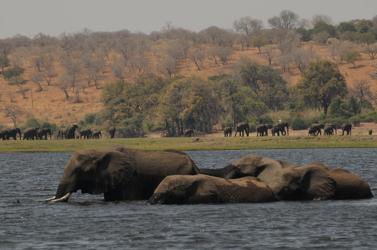 Ngoma Safari Lodge Kavimba Bagian luar foto