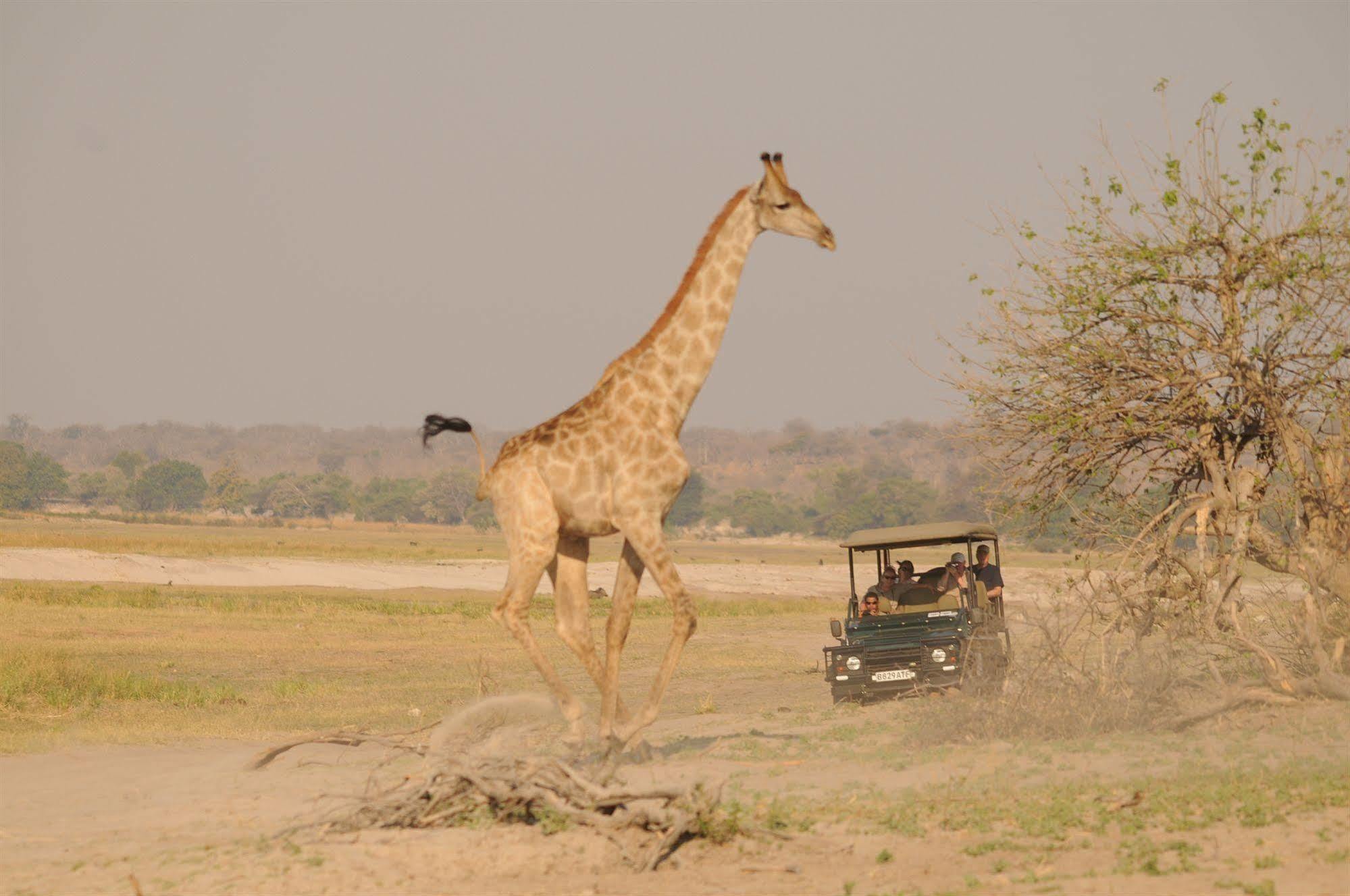 Ngoma Safari Lodge Kavimba Bagian luar foto