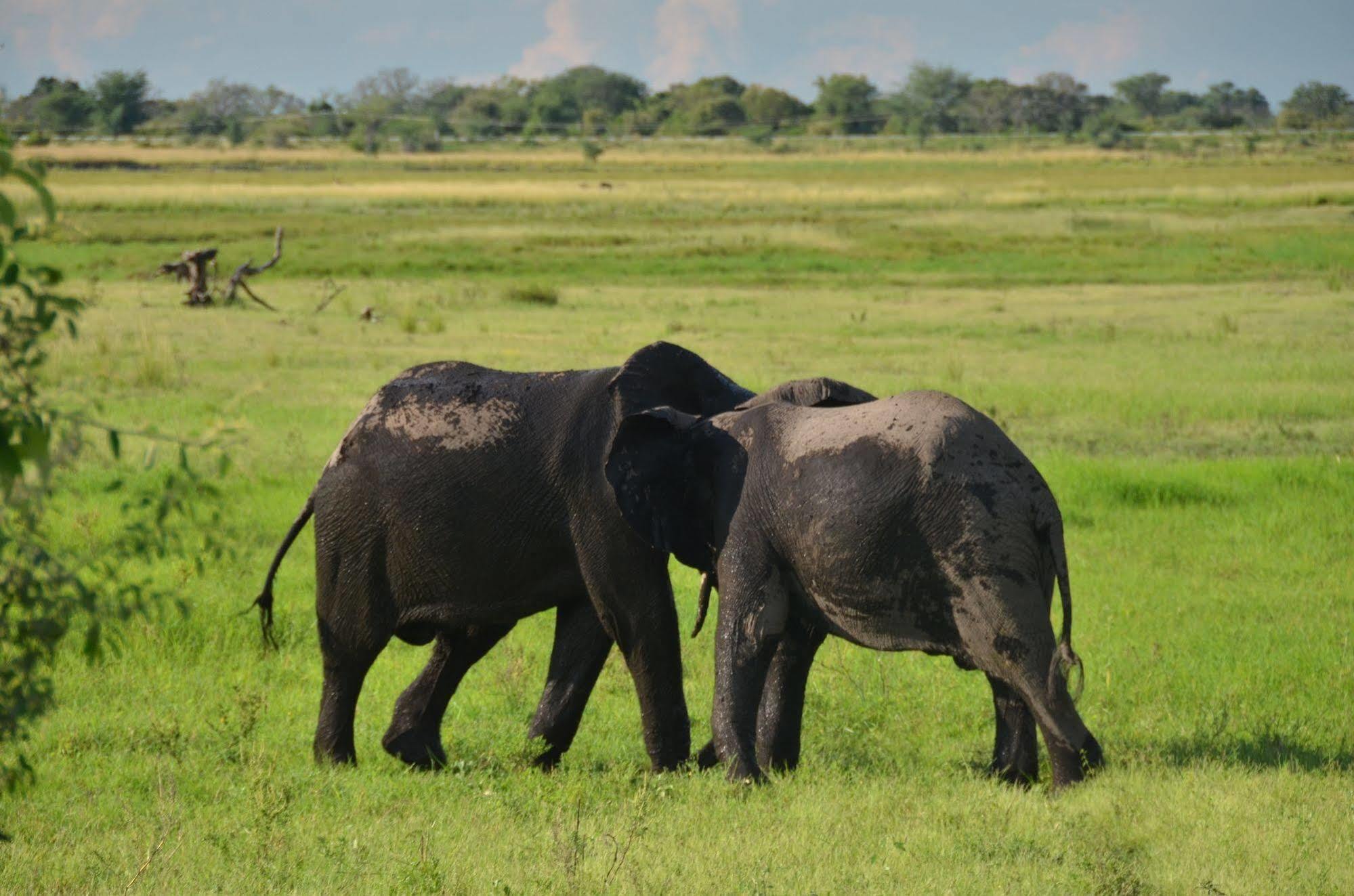 Ngoma Safari Lodge Kavimba Bagian luar foto
